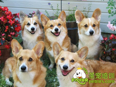 狗狗排行榜