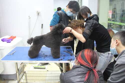 圣寵寵物貴賓犬講解