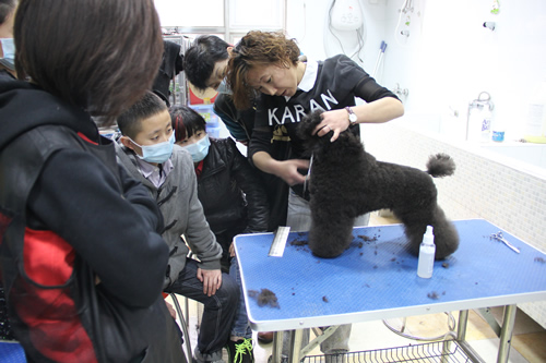 圣寵寵物貴賓犬講解