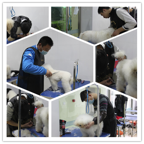 比熊犬實操課