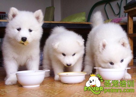 狗狗等級制度