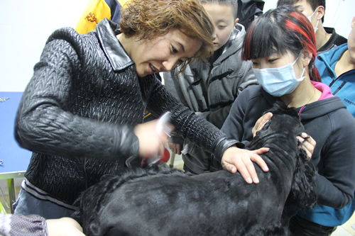 可卡犬講解課堂