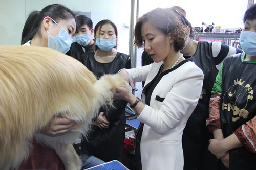 店鋪技術班金毛犬講解
