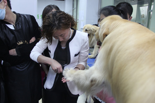店鋪技術班金毛犬講解
