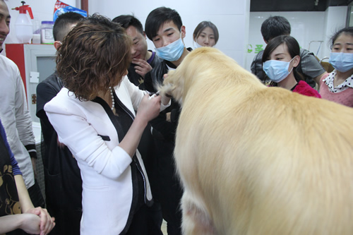 店鋪技術班金毛犬講解