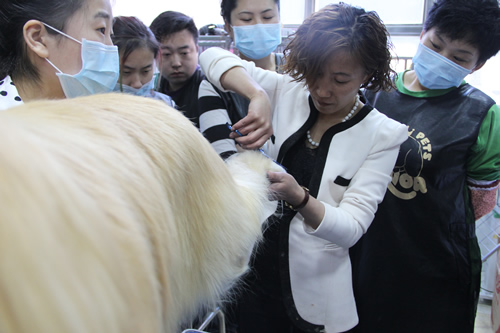 寵物美容師