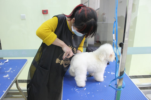 學(xué)員課堂修剪寵物狗毛