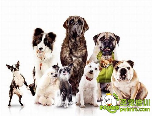 如何接近犬