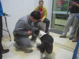 犬只獎勵訓練