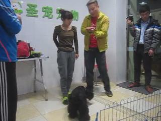 犬只獎勵訓練