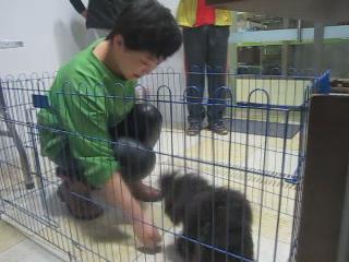 犬只獎勵訓練