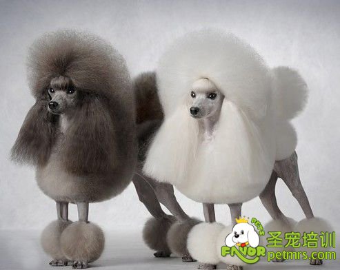 貴賓犬標準