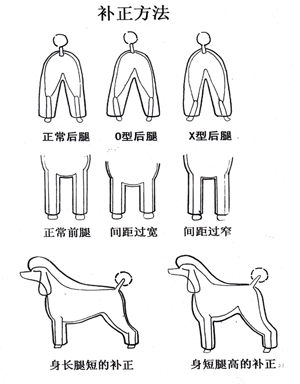 貴賓犬修剪標準