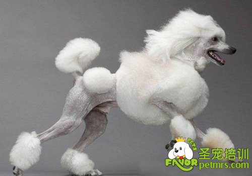 貴賓犬標準