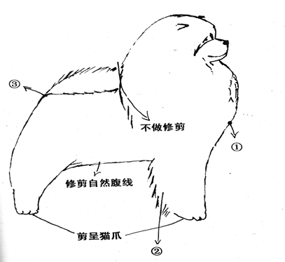 松獅犬