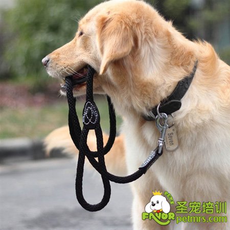 狗狗牽引繩
