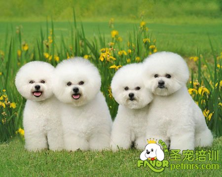 比熊犬修剪方法