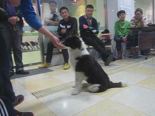 犬只“坐”的訓練