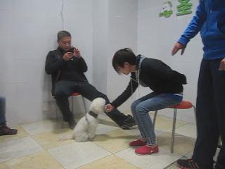 犬只“坐”的訓練