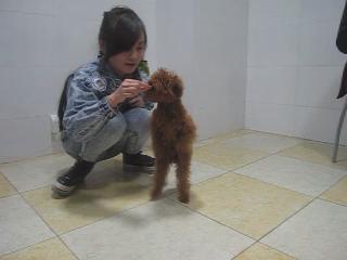犬只站立訓練