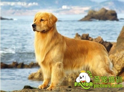 金毛犬
