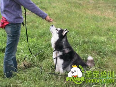可愛狗狗