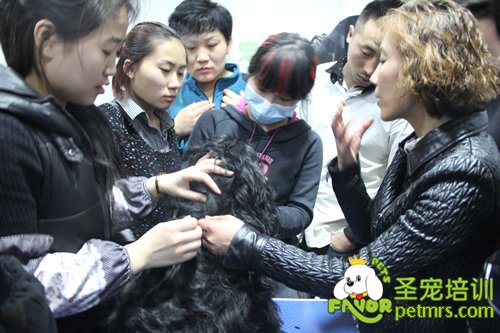 可卡犬講解課堂