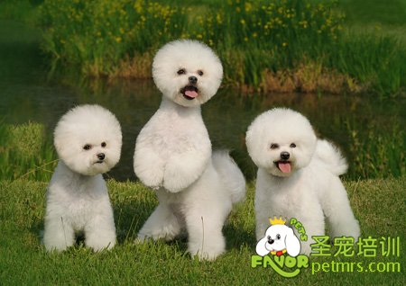 比熊犬飼養