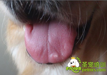狗狗舌苔