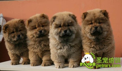 松獅幼犬