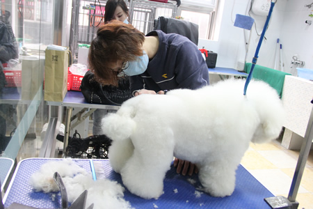 比熊犬講解課堂