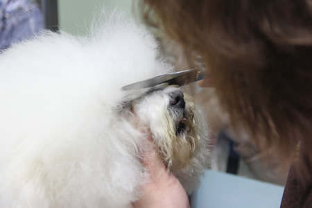 比熊犬講解課堂