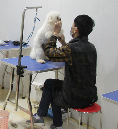 學員在給狗狗梳毛