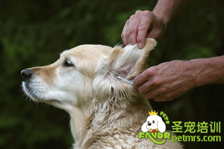 金毛犬