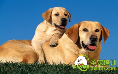 拉布拉多犬