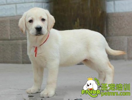 可愛狗狗