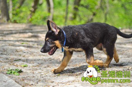 德國牧羊犬