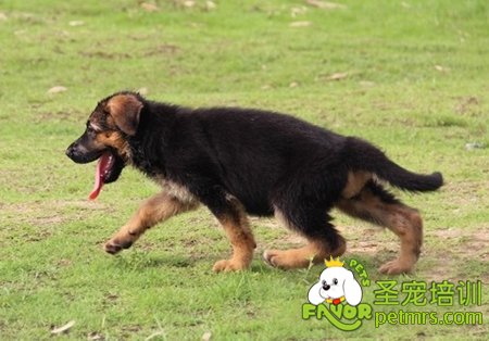 德牧幼犬