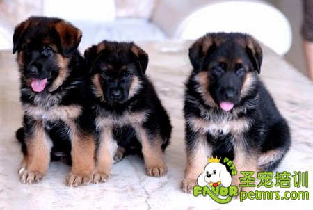德國(guó)牧羊犬