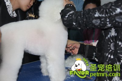 比熊犬美容修剪1