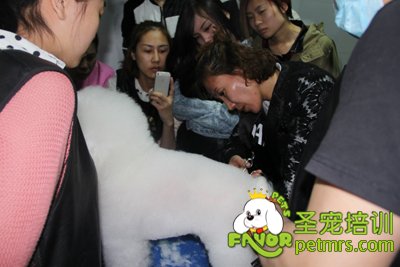 比熊犬美容修剪2