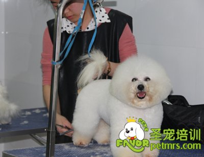 比熊犬美容