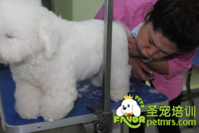 比熊犬美容修剪