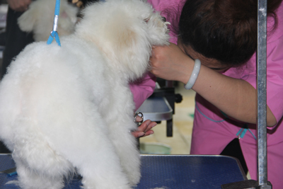 比熊犬美容