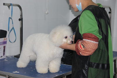 比熊犬美容