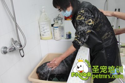 寵物藥浴