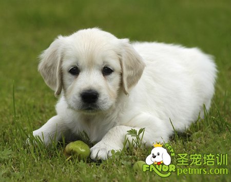 小狗