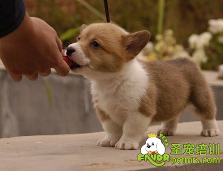 狗狗吃東西