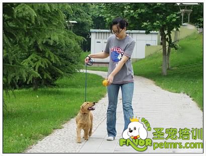 可愛(ài)狗狗