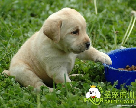 幼犬